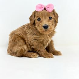 Nani - Red  female Goldendoodle puppy in Davison, Michigan from Dreaming Doodles