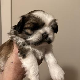 Girl three - Brindle and white female Shih Tzu puppy in Fountain, Florida from Simply Shih Tzu