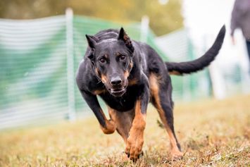 Black and tan Beauceron chasing a lure