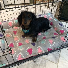 Dixie - Black and tan Dachshund puppy in Great Bend, Pennsylvania from Dashing Doxies