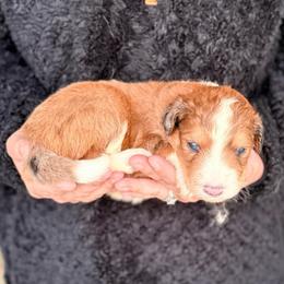 River - Red merle male Aussiedoodle puppy in Eastman, Georgia from Dood B Ranch