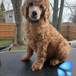 Blue - Apricot male Poodle puppy in Big Rapids, Michigan from Meeker's Ridge Standard Poodles