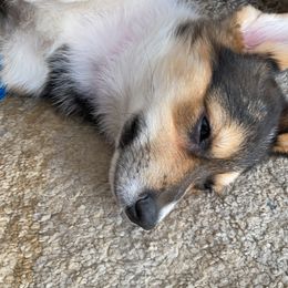 Labrador Retriever and Pembroke Welsh Corgi All Grown Up from Burress Family Farm and Kennels