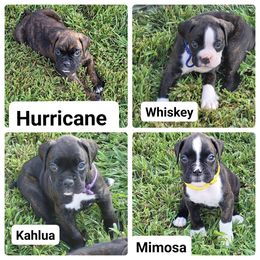 Boxers from Kristina's Pups