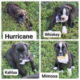 Boxers from Kristina's Pups