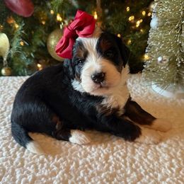 Girl 1 - female Bernedoodle puppy in Perrysville, Ohio from Pleasant Valley Bernedoodles