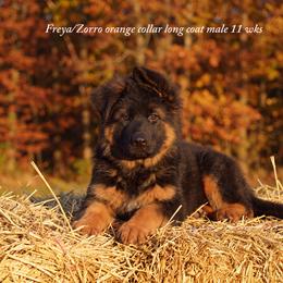 Orange collar long coat male - Black and red male German Shepherd puppy in Chrisney, Indiana from Indiana German Shepherds