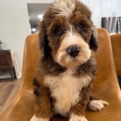 Maui - female Australian Mountain Doodle puppy in Trion, Georgia from Big Daddy Doodles