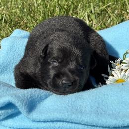 Pike Red Male - Black male German Shepherd puppy in Buffalo, West Virginia from Z Tykev Vino LLC