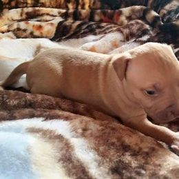American Pit Bull Terrier Puppies from Kaotic APBTs