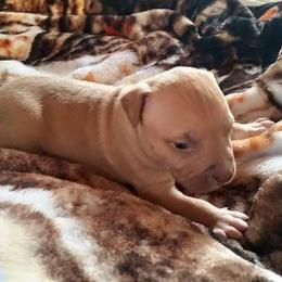 American Pit Bull Terrier Puppies from Kaotic APBTs