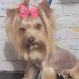 Shiloh  - Yorkshire Terrier