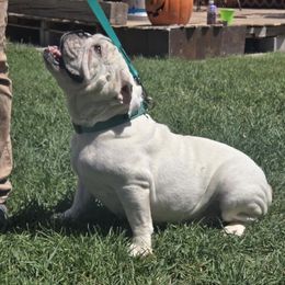 Margie Boo Bear - Bulldog