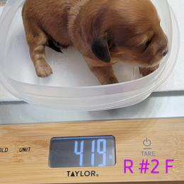 Dachshund Puppies from CLARK'S BREEDING PROGRAM