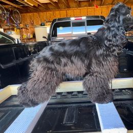 Cocker Spaniel Puppies from SuperNova’s American Cocker Spaniels
