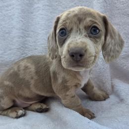 Jelly - Fawn (isabella) and tan female Dachshund puppy in Golden Valley, Arizona from Greatest Journey Ranchette