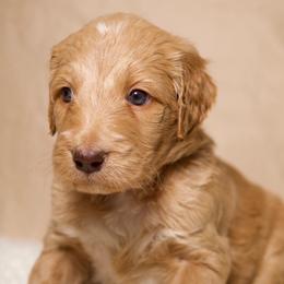 Orion - Cream male Goldendoodle puppy in Palmetto Bay, Florida from SOMIDOODLES