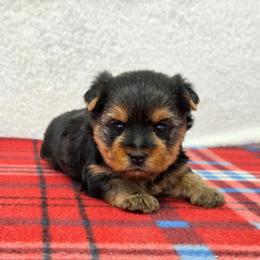Roamie - Blue and gold male Yorkshire Terrier puppy in Monticello, Iowa from Ashley’s Puppies