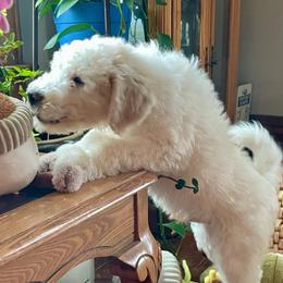 Cheeky - Parti male Labradoodle puppy in Craig, Nebraska from Top Knot Companions Poodles and Labradoodles