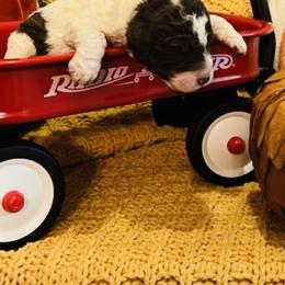 Goldendoodle Puppies from Labradoodleday