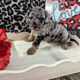 Aussiedoodle, Australian Shepherd, Bernedoodle, Cockapoo, and Poodle Puppies from Sis' Doodles & Poodles