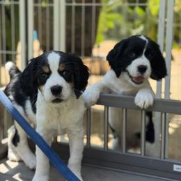 English Springer Spaniel Puppies from Butterfield Trail Farm