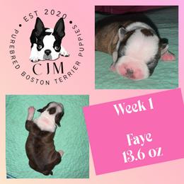 Faye - Brindle and white female Boston Terrier puppy in Jupiter, Florida from CJM Boston and Boxer Puppies