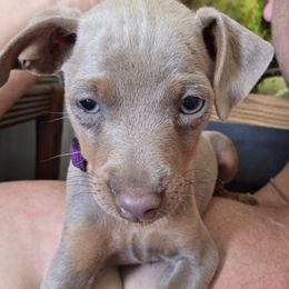 PFF1-Purple - Fawn (isabella) and tan female Miniature Pinscher puppy in Middle Point, Ohio from Knisely's Min Pins-AKC