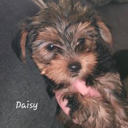 Daisy - Black and tan female Yorkshire Terrier puppy in West Plains, Missouri from Brinkley Yorkies