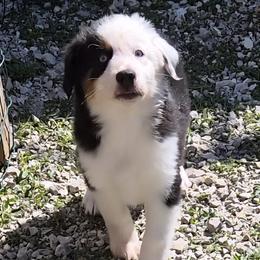 Snoop - Black tri male Miniature American Shepherd puppy in Marshfield, Missouri from Tntowne Miniature American Shepherds