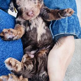 Cannoli - Chocolate merle female Bernedoodle puppy in Macon County, North Carolina from Mountain Doodles