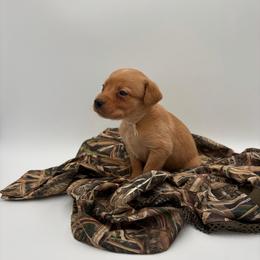 Gray - Yellow female Labrador Retriever puppy in Heath Springs, South Carolina from Rich Hill Retrievers