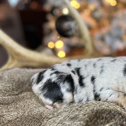 Miniature Australian Shepherd Puppies from Quartz Creek Aussies