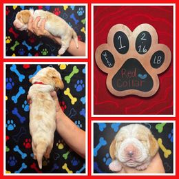 Red Collar - Lemon and white male Basset Hound puppy in Hamilton, Indiana from Cam’s Country Bassets