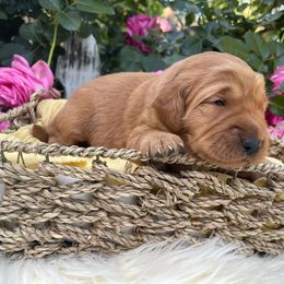 Red Girl - Dark golden Golden Retriever puppy in Gridley, California from Honey Bee Goldens