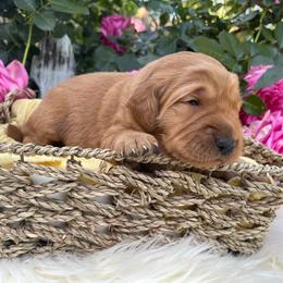 Red Girl - Dark golden Golden Retriever puppy in Gridley, California from Honey Bee Goldens