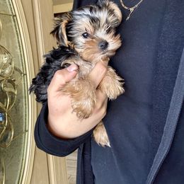 BooBear - Black and gold male Yorkshire Terrier puppy in Phoenix, Arizona from De La Cruz Yorkies