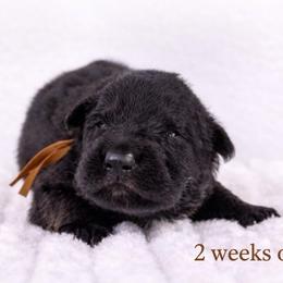 Brown Collar - Black male German Shepherd puppy in Plumas Lake, California from Zwinger Vom Greifjäger
