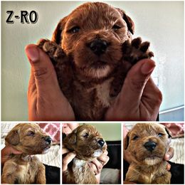 Goldendoodle Puppies from Jenny’s doodles