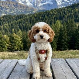 Charlie - Goldendoodle