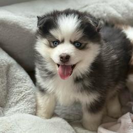 Shaggy - Black and white male Pomsky puppy in Lewiston, Minnesota from Family Pomsky