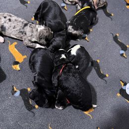 Peter blue - Black male Bernedoodle puppy in Bend, Oregon from Bella Ridge Farms & Dapper Doodles