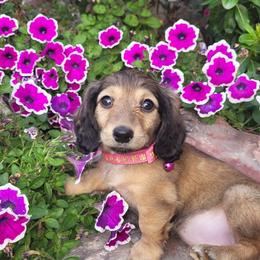 Dolly - Cream female Dachshund puppy in Goshen, Indiana from Knollbrook Farm