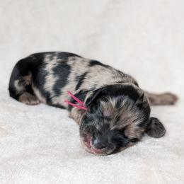 Lotta - Dapple female Dachshund puppy in Danbury, New Hampshire from Maplewood Mountain Farm