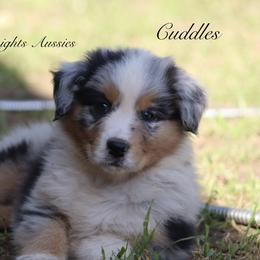 Australian Shepherd Puppies from Knight's Aussies