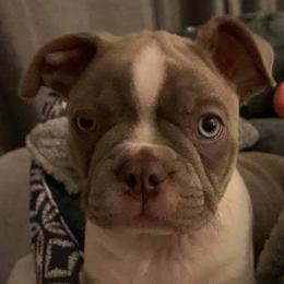 Boston Terriers from Southern Troutt Boston Terriers