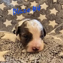 Blaze 4 - Blue merle male Aussiedoodle puppy in Redding, California from House Merrills Minis and Doodles