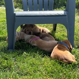 Labrador Retrievers from Britt's Labrador Retrievers