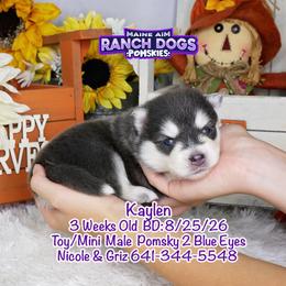 Kaylen - Blue male Pomsky puppy in Humeston, Iowa from M.A.R. Dogs