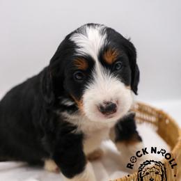 Meadow - Tri-color female Bernedoodle puppy in Edmond, Oklahoma from Rock N Roll Doodles